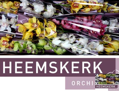 Cymbidium grootbloemig per tak gemengd