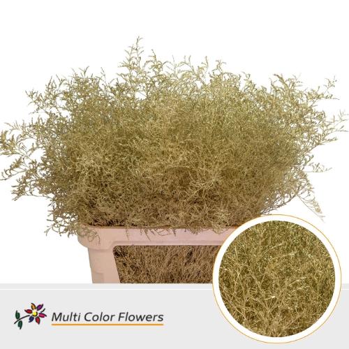 Limonium overig kleurbehandeld H%