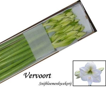 Hippeastrum Galaxy Grp 'Mont Blanc'