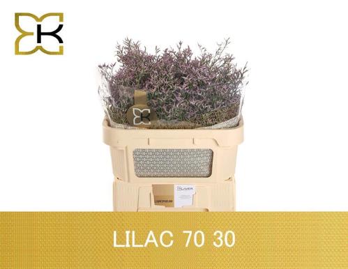 Limonium Safora Lilac