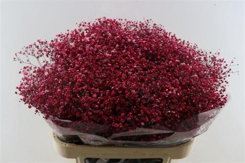 Gypsophila overig kleurbehandeld H%