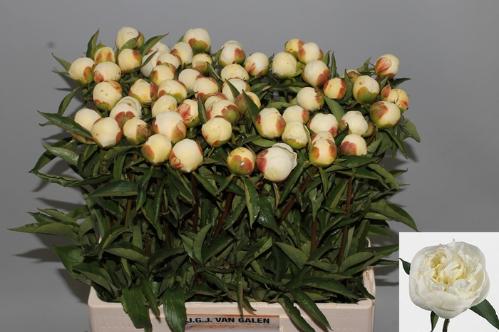 Paeonia Lactiflora Grp 'Duchesse de Nemours'