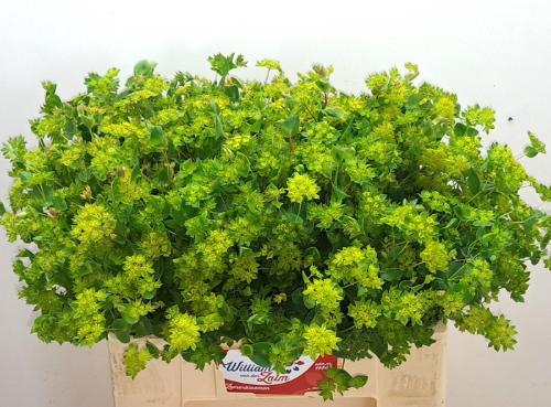Bupleurum griffithii