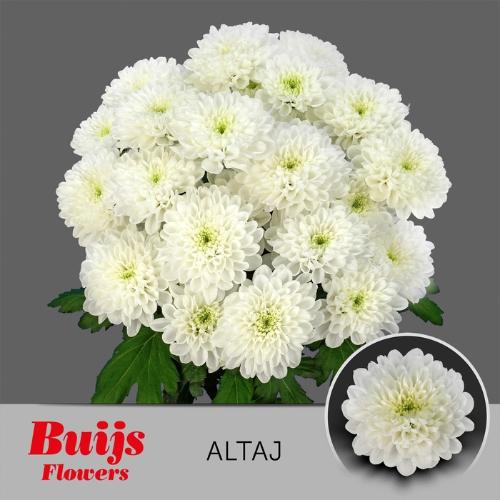Chrysanthemum( Indicum Grp) tros Altaj