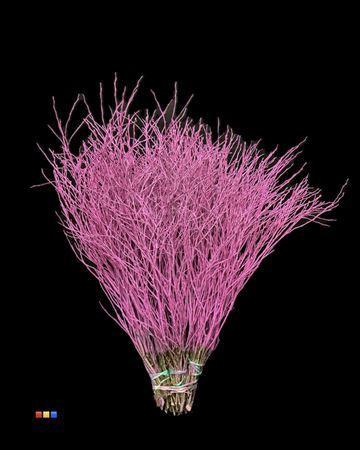 Vaccinium kleurbehandeld H%