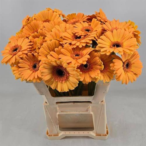 Gerbera grootbloemig 'Jetset'