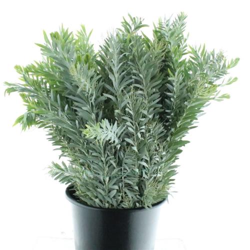 Acacia baileyana bloeiend per bos 'Purpurea'Dealbata Grp