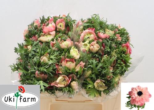 Anemone coronaria 'Levante Rosa'