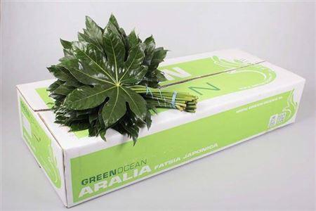Fatsia japonica per bos