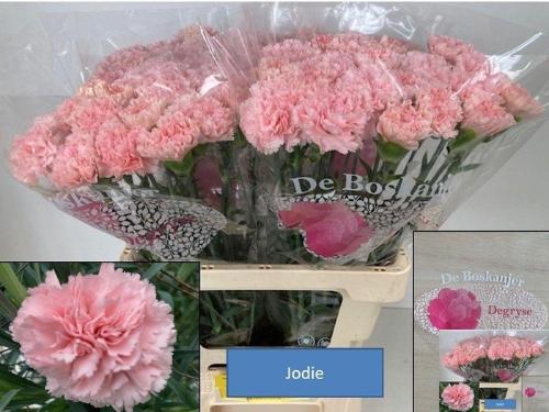 Dianthus srtandaard Jodie
