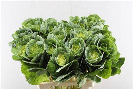 Brassica oleracea 'White Crane'