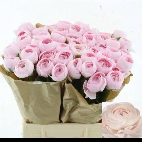 Ranunculus asiaticus Succes Hanoi