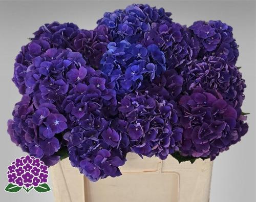 Hydrangea macrophylla Royal King
