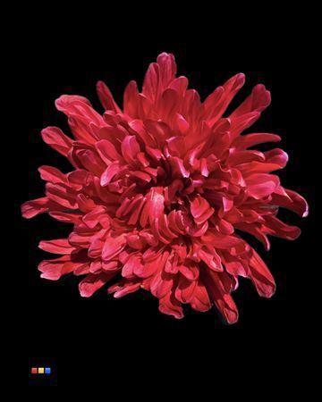 Chrysanthemum (Indicum Grp) geplozen Antonov kleurbehandeld H%