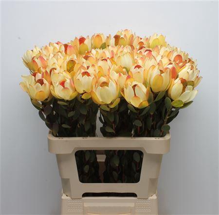 Leucadendron discolor