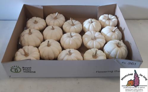 Siervruchten per stuk Cucurbita pepo 'Baby Boo'