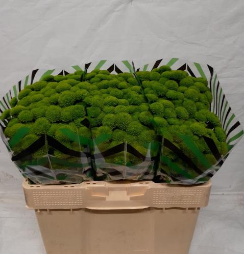 Chrysanthemum (Indicum Grp) tros santini AAA Peptalk