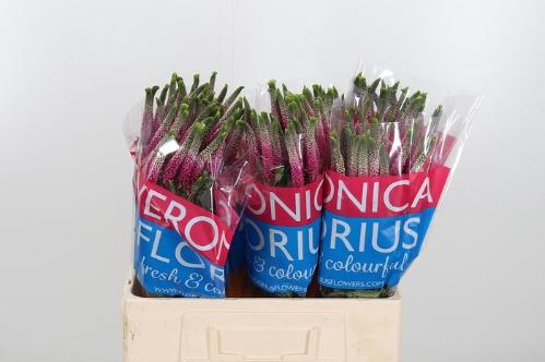 Veronica Smart Artist