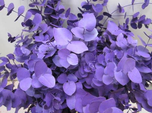 Eucalyptus cinerea kleurbehandeld per bos H%