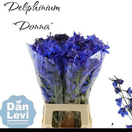 Delphinium Belladonna Grp enkelbloemig Donna