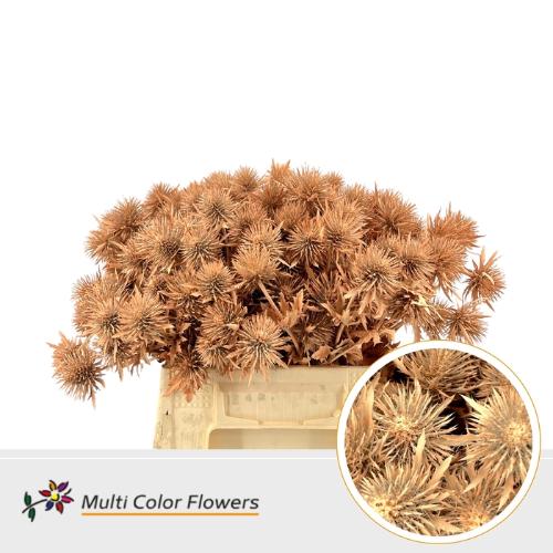 Eryngium alpinum kleurbehandeld H%