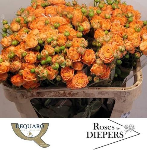 Rosa tros Orange Trendsetter