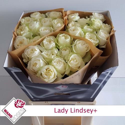 Rosa grootbloemig Lady Lindsey+