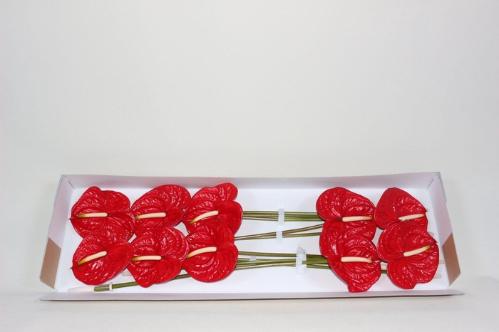 Anthurium Andreanum Grp Eterno