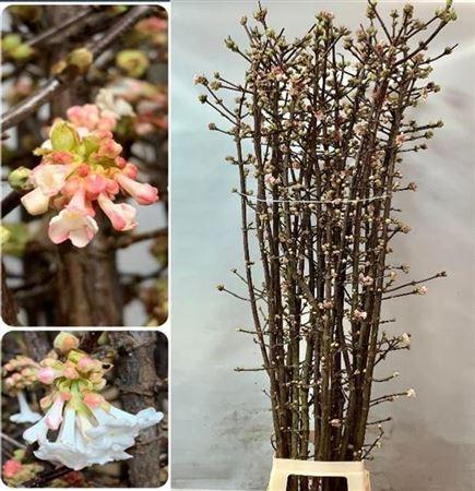 Viburnum bodnantense 'Charles Lamont'