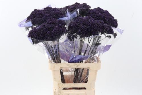 Trachelium caeruleum Purple Lake Michigan