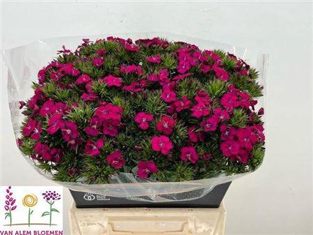 Dianthus barbatus 'Amazon Neon Cherry'