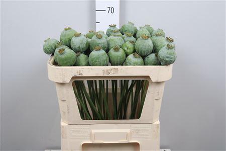 Papaver somniferum (zaaddozen)
