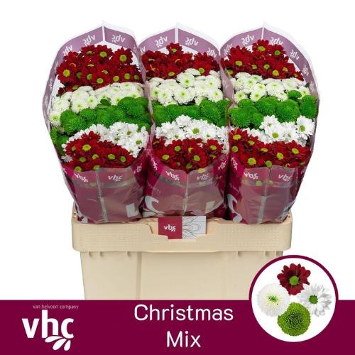 Chrysanthemum Indicum Grp tros santini gemengd