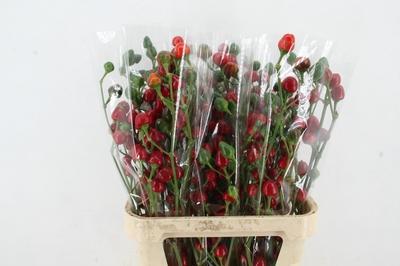 Siervruchten per tak Sierpepers