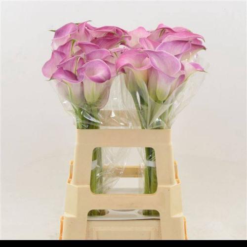 Zantedeschia 'Denver'