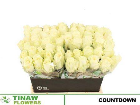 Rosa grootbloemig Countdown!