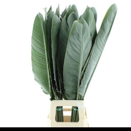 Strelitzia reginae (blad)