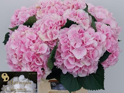 Hydrangea macrophylla 'Verena'