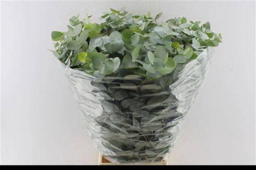 Eucalyptus per bos cinerea
