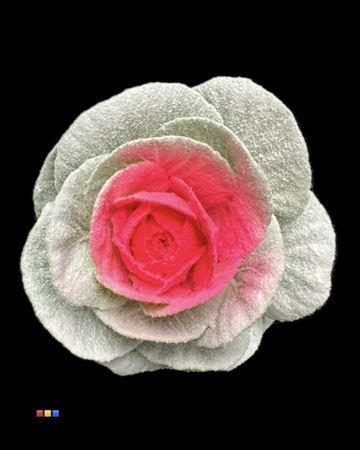 Brassica oleracea kleurbehandeld H%