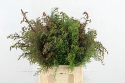 Cryptomeria japonica 'Elegans' per bos