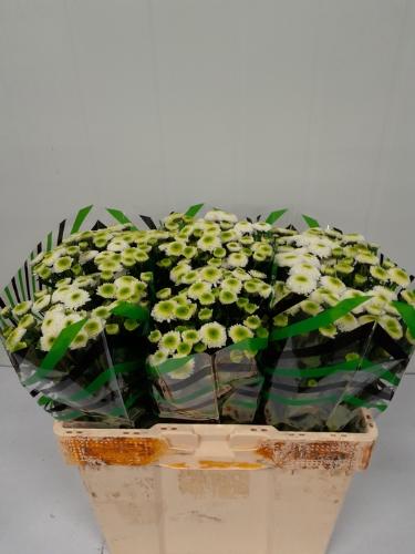 Chrysanthemum (Indicum Grp) tros santini Maverick