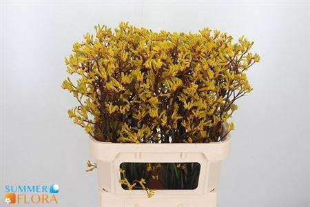 Anigozanthos 'Yellow Gem'