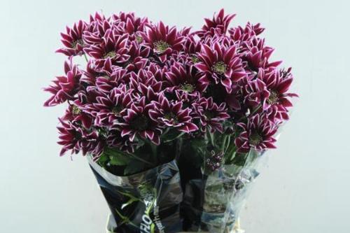 Chrysanthemum (Indicum Grp) tros Bolte