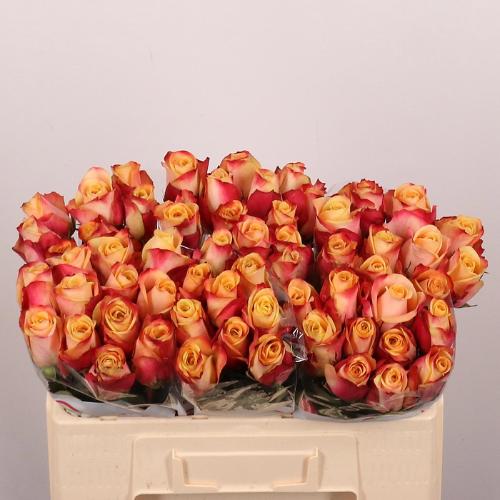 Rosa grootbloemig Pebbles