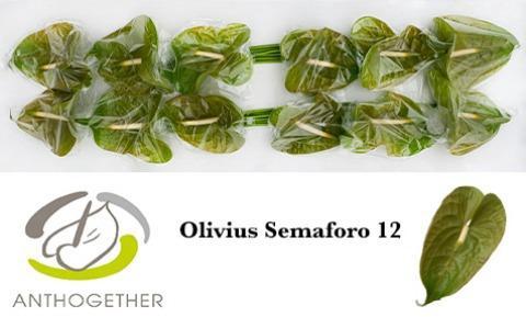 Anthurium (Andreanum Grp) Olivius