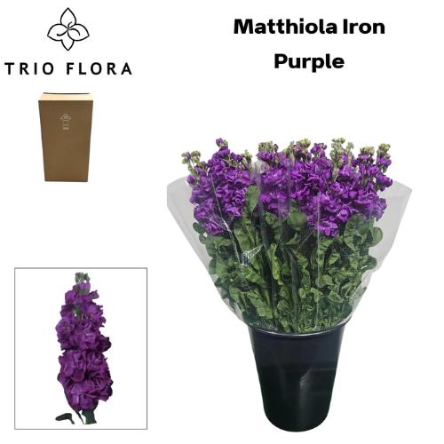 Matthiola incana 'Iron Purple'