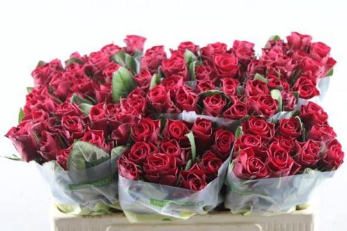 Rosa grootbloemig Red Tacazzi+