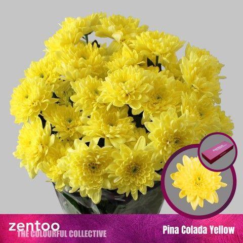 Chrysanthemum (Indicum Grp) tros Pina Colada Yellow