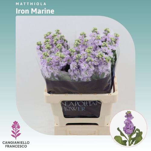 Matthiola incana 'Iron Marine'